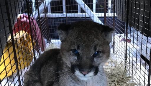 baby cougar in cage