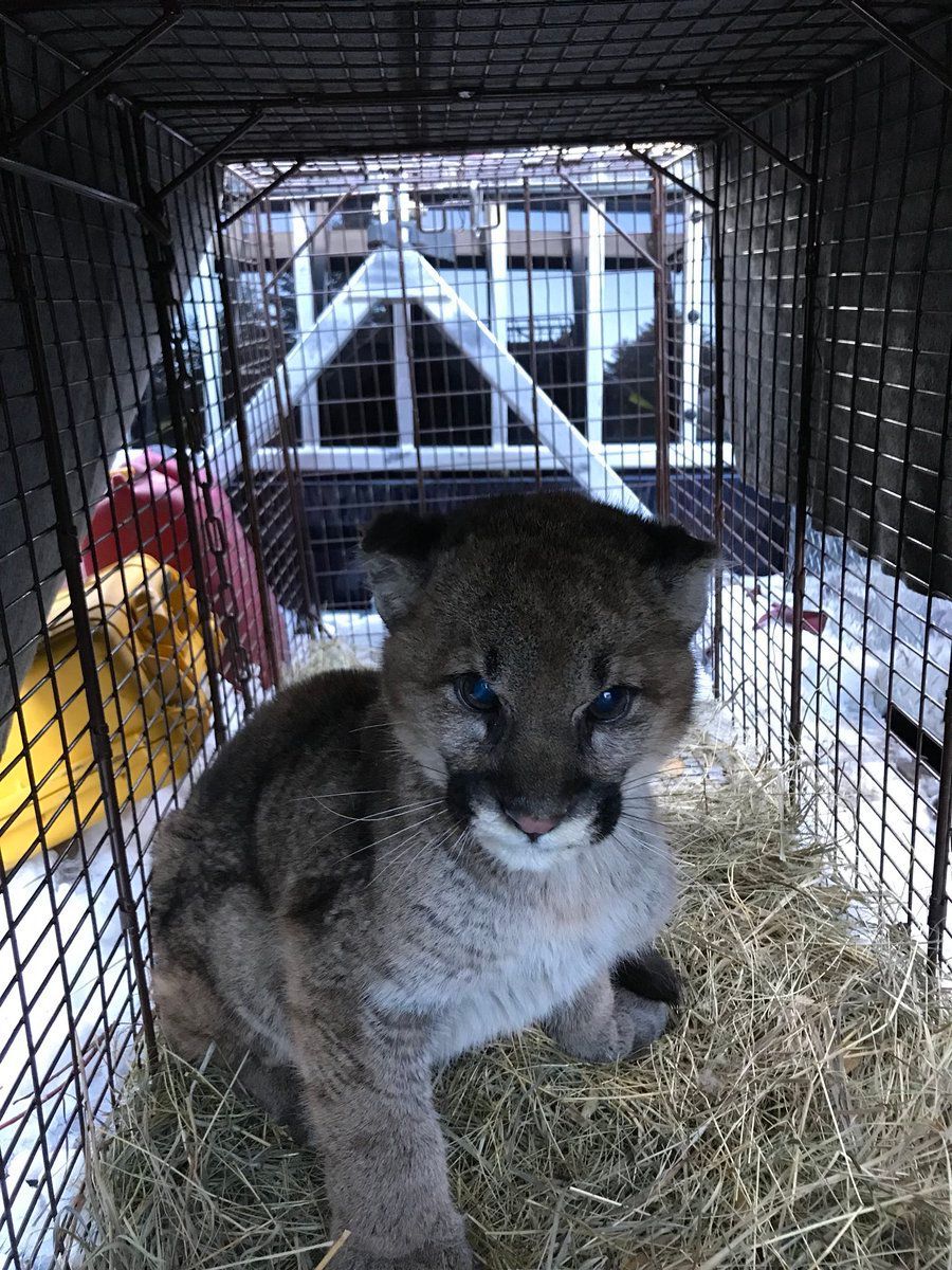 baby cougar in cage