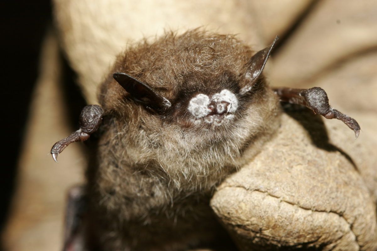 close-up of bat with white nose fungus