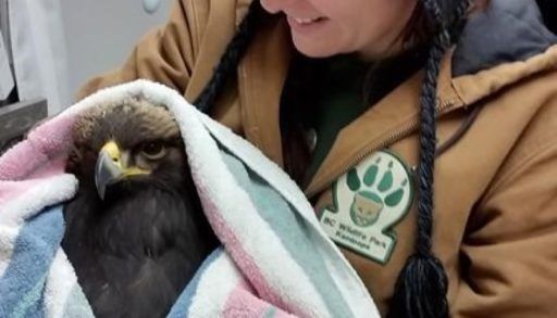 rescued golden eagle