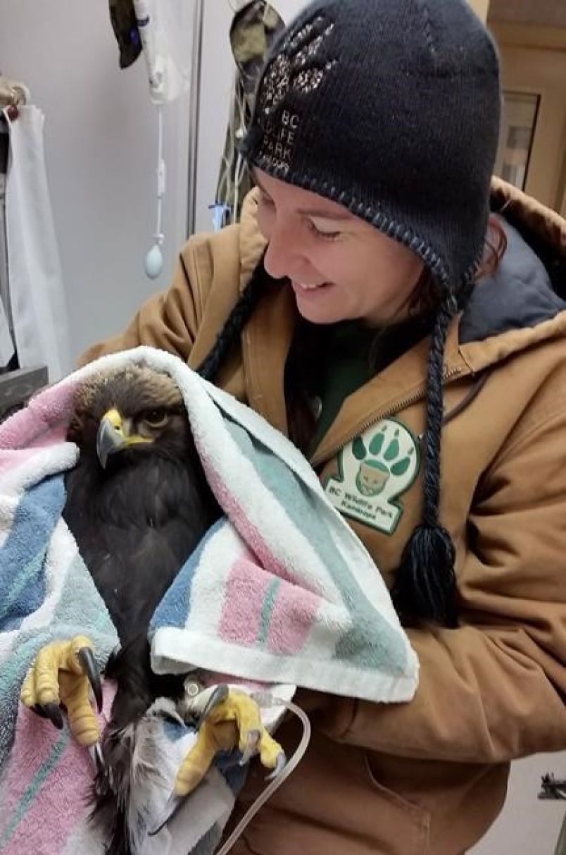 rescued golden eagle