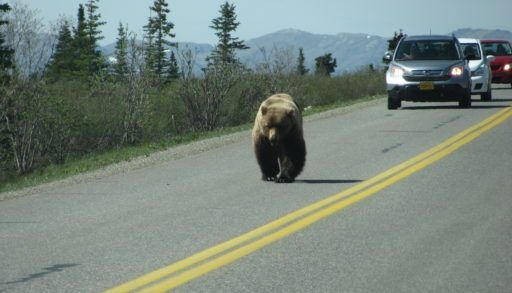 Grizzly on a road in front of a car