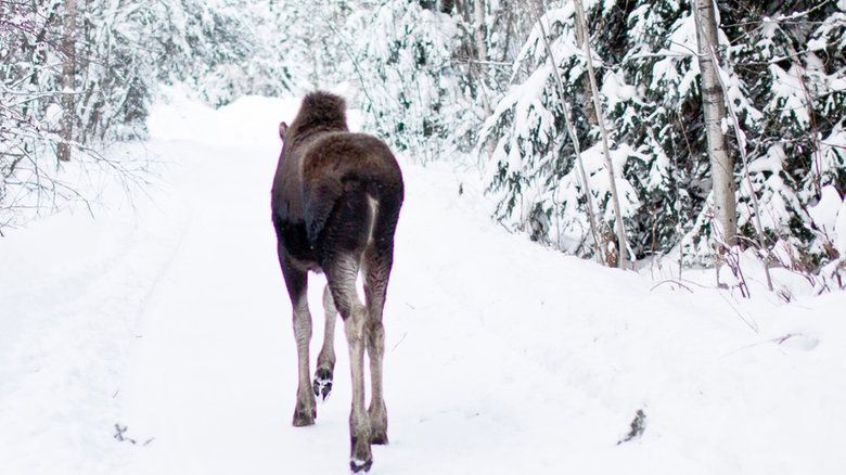 moose release in quebec