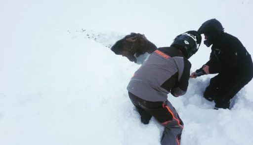Moose rescued from snow
