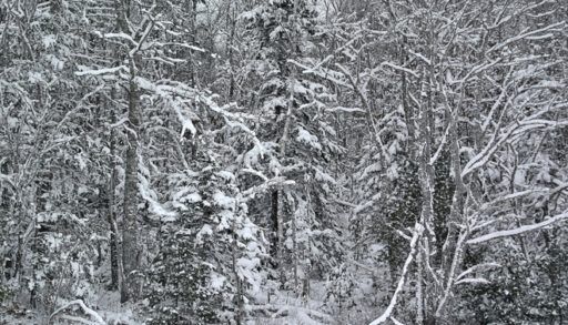 Snowy forest