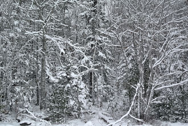 Snowy forest