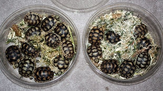 turtles smuggled into canada