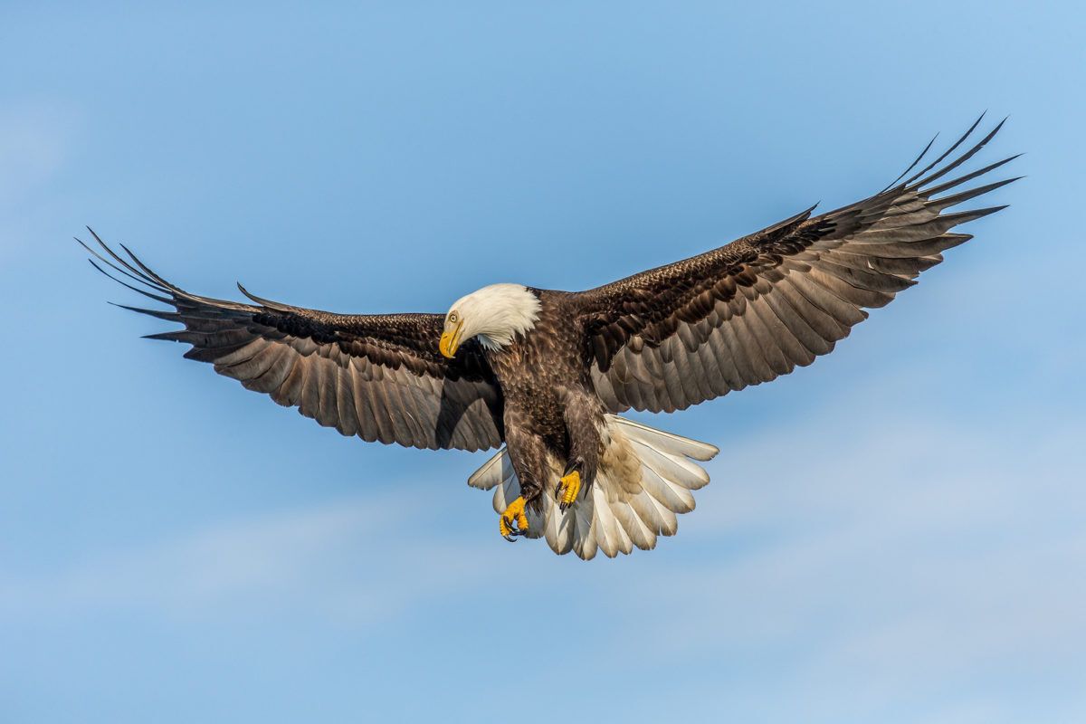 bald eagle flying