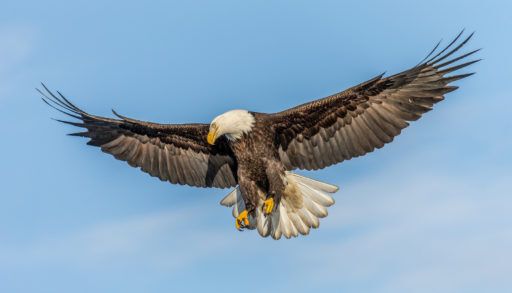 bald eagle flying
