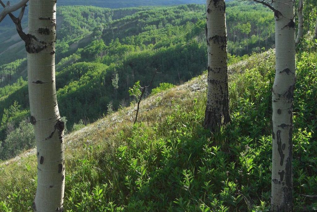 Trees on the Alberta foothills