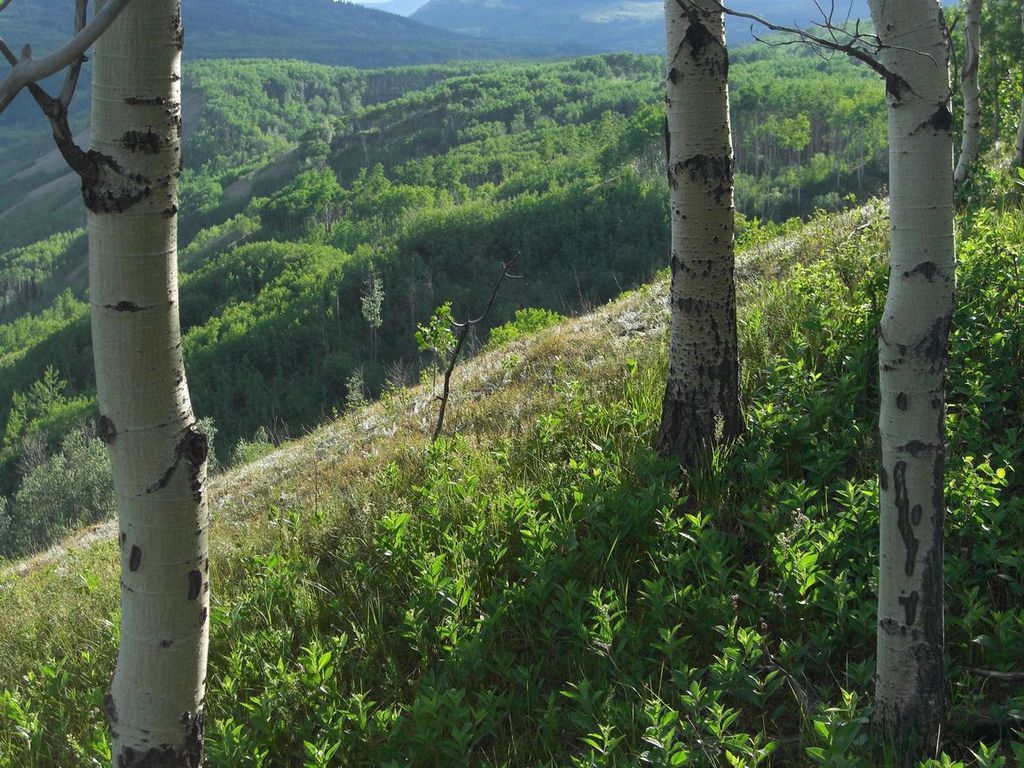 Trees on the Alberta foothills
