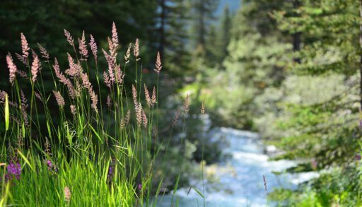 A stream in a forest