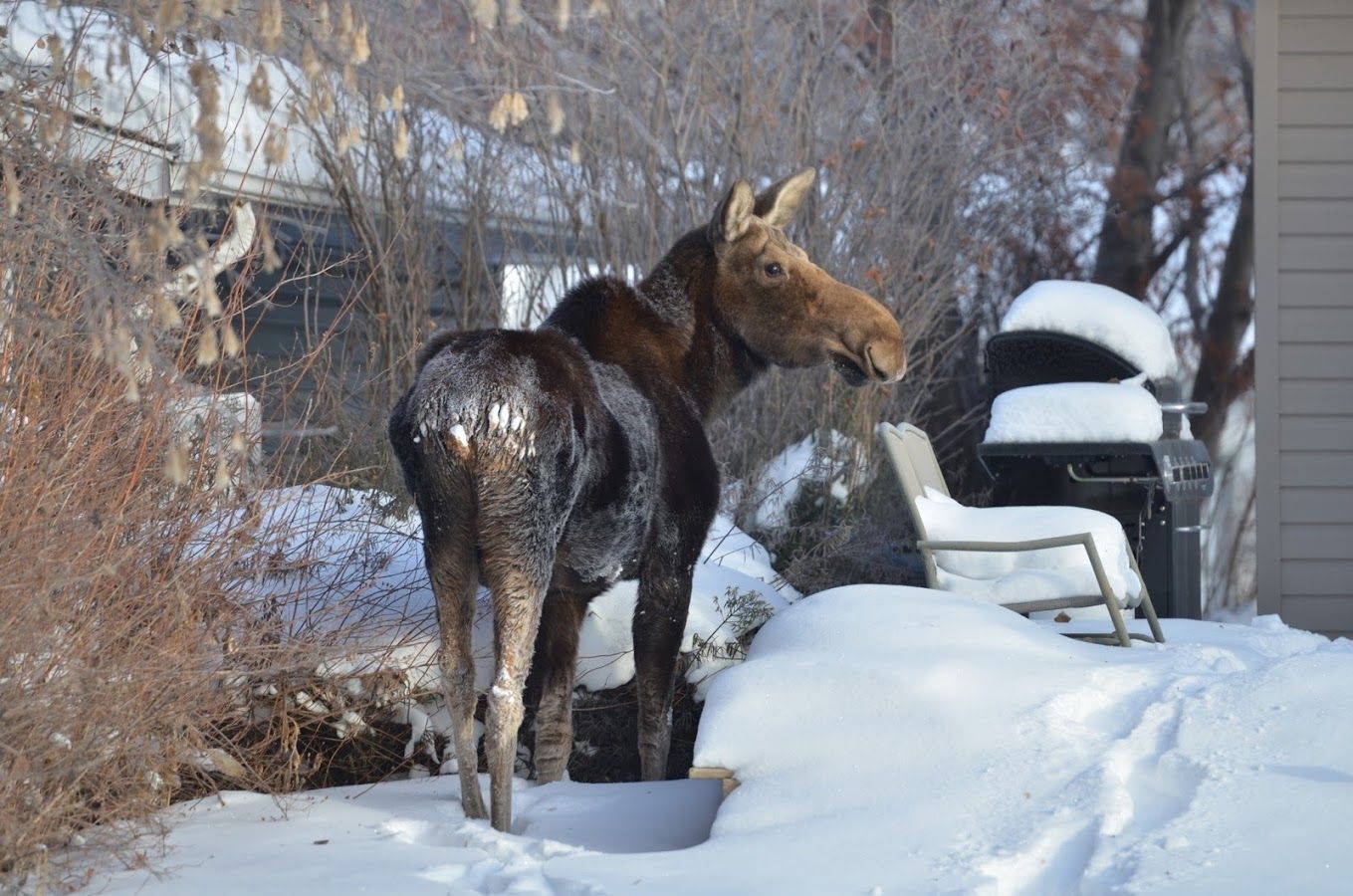 moose at Window of house looking in