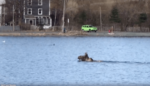 moose swimming in Quidi Vidi Lake