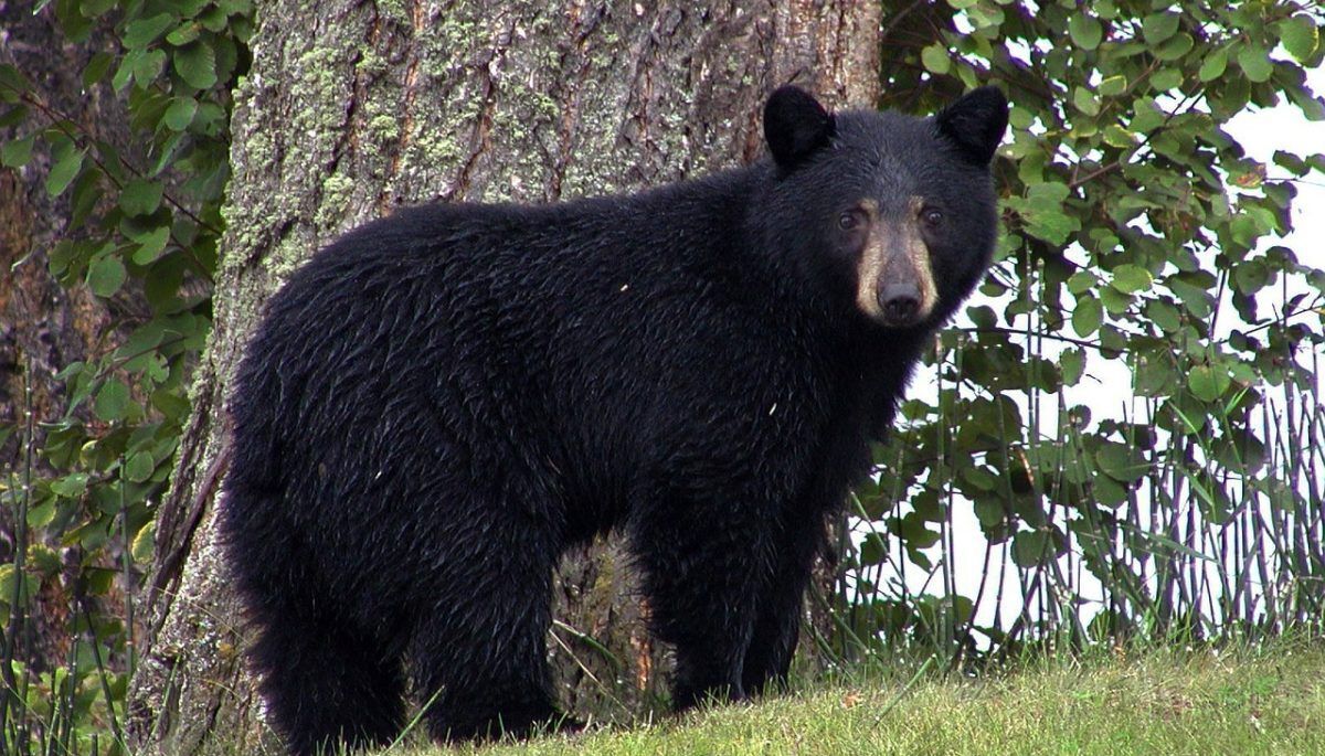Black bear in front of a tree