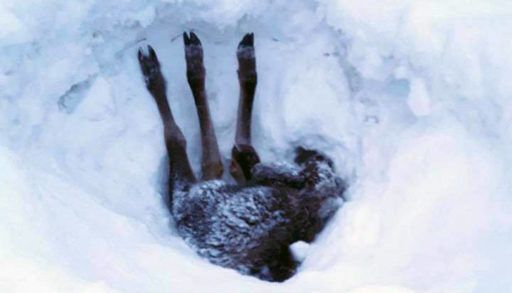 calf moose rescued from snow