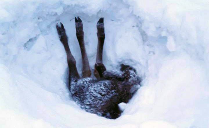calf moose rescued from snow