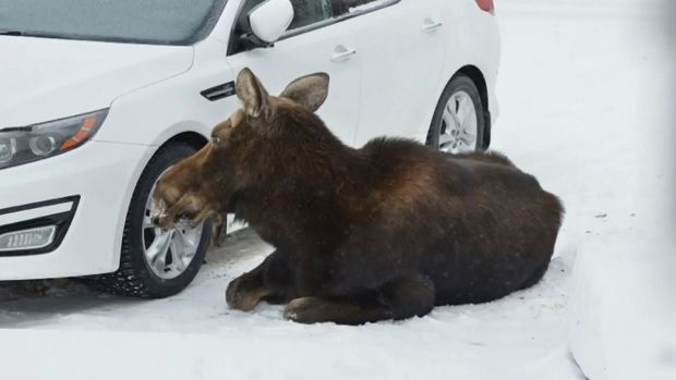 Moose laying down next to a car