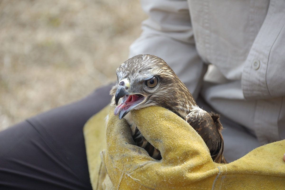buzzard-with-a-veterenarian