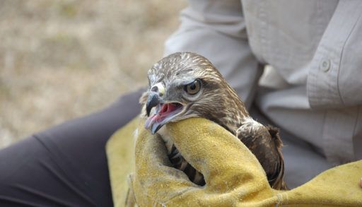 buzzard-with-a-veterenarian