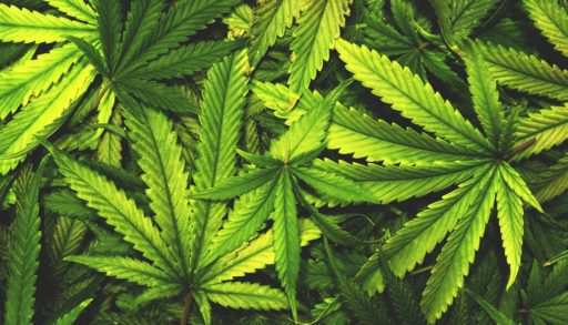 marijuana-leaves