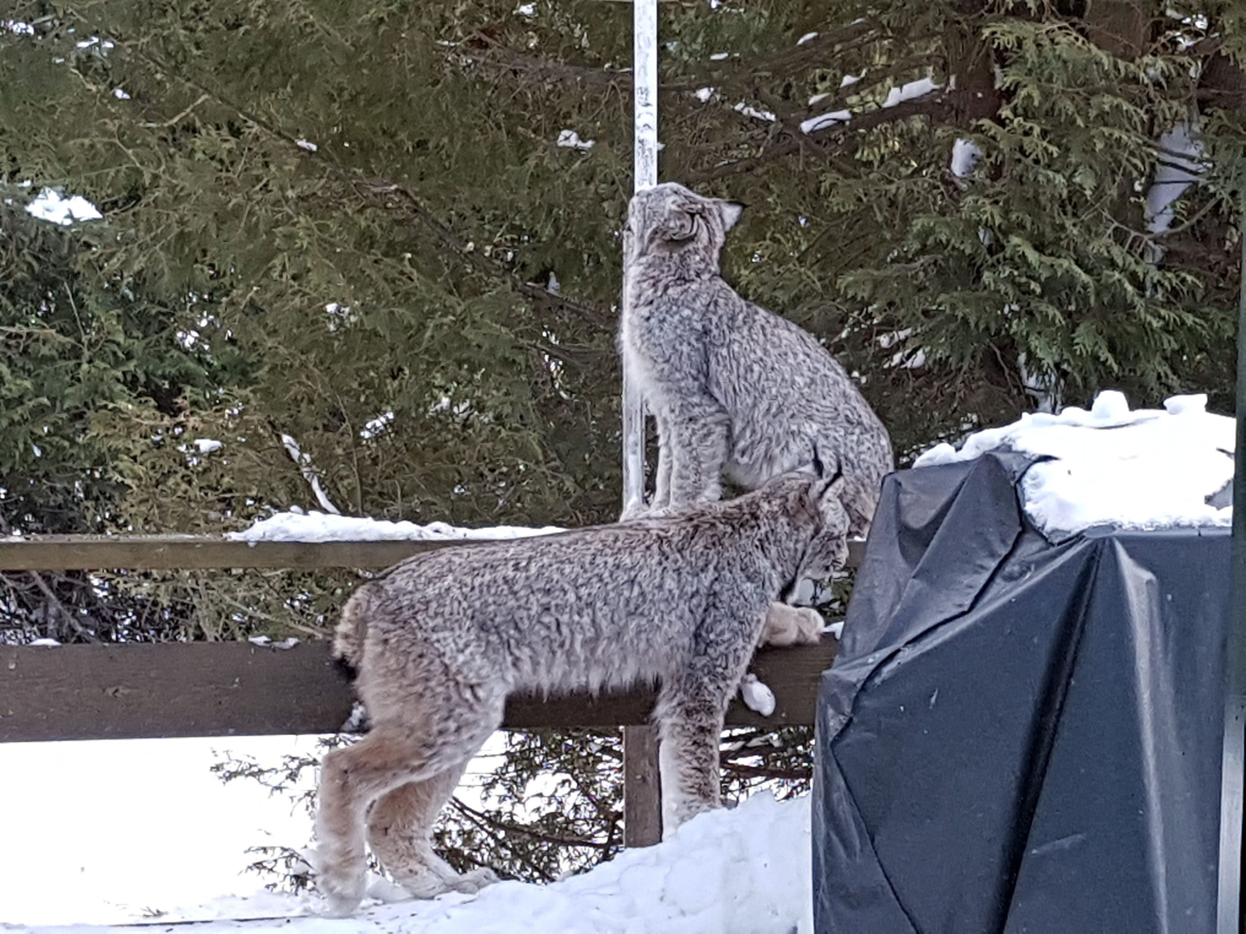 two lynx exploring porch
