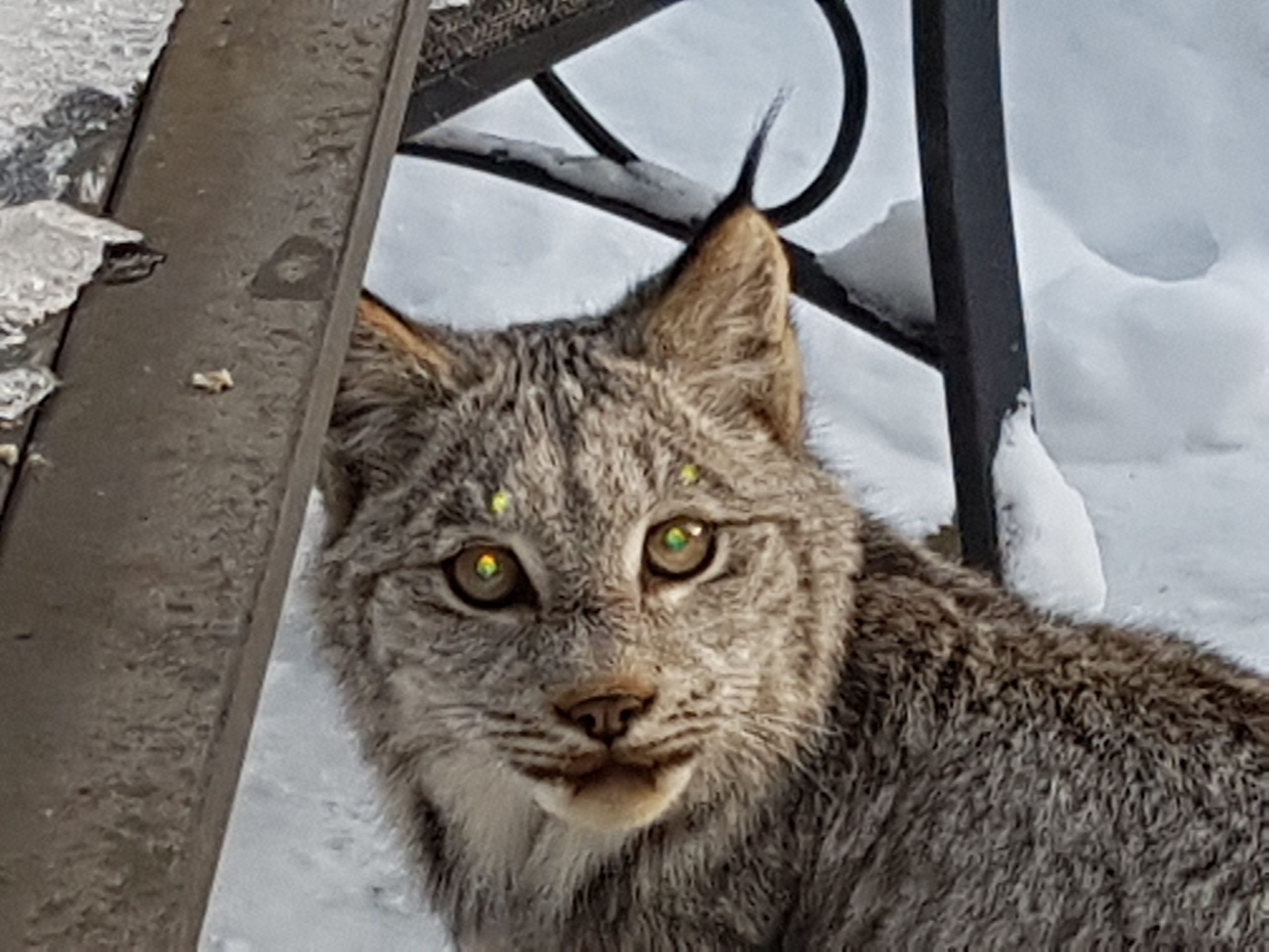 close-up of lynx face
