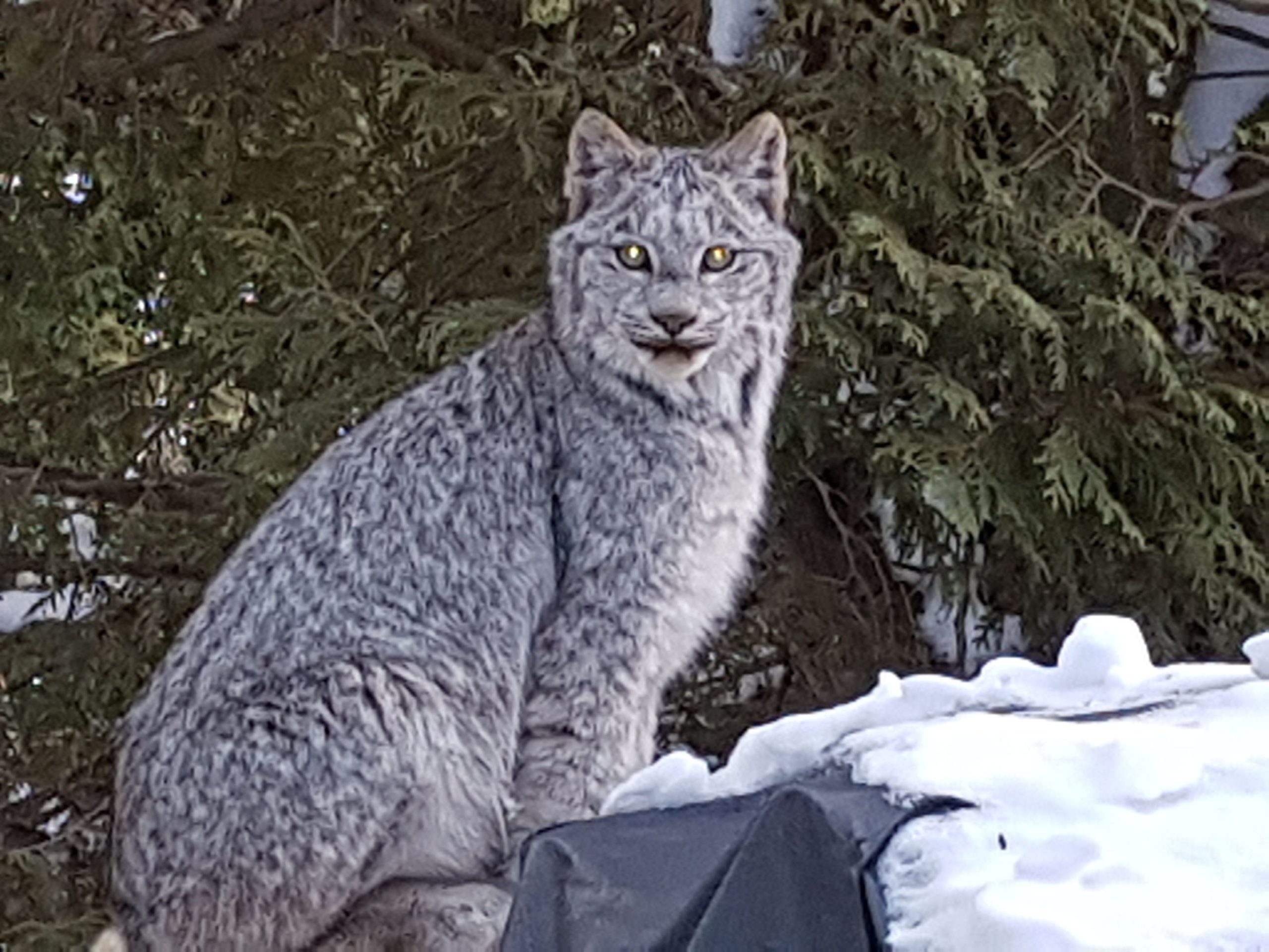 alert sitting lynx