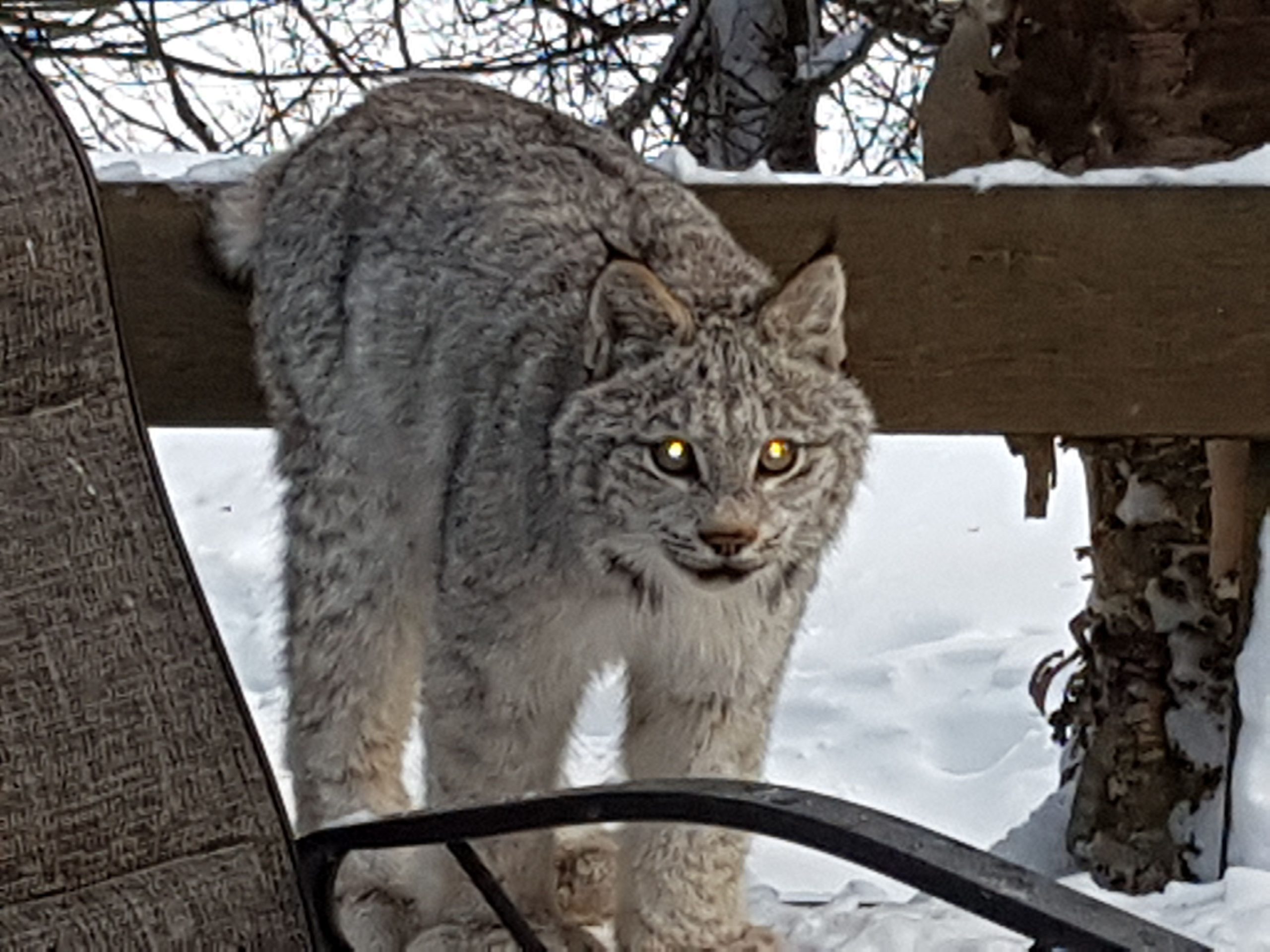 close-up of standing lynx