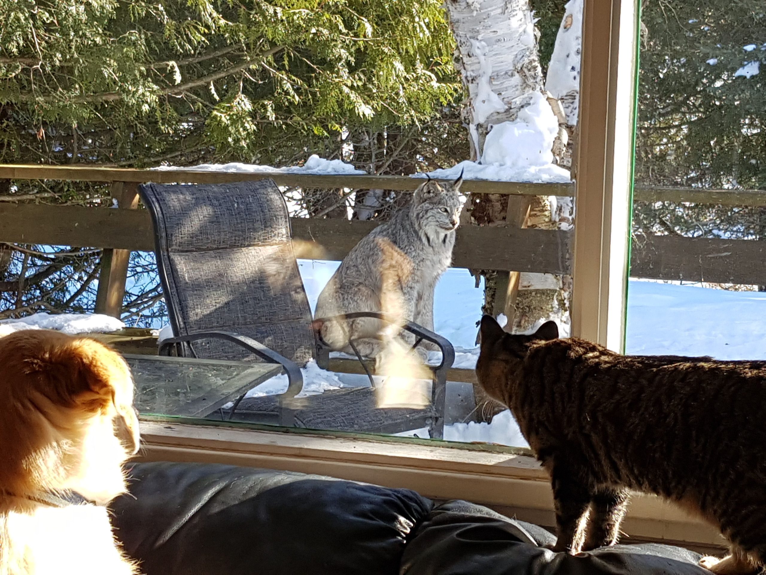 dog looking through window at lynx on porch