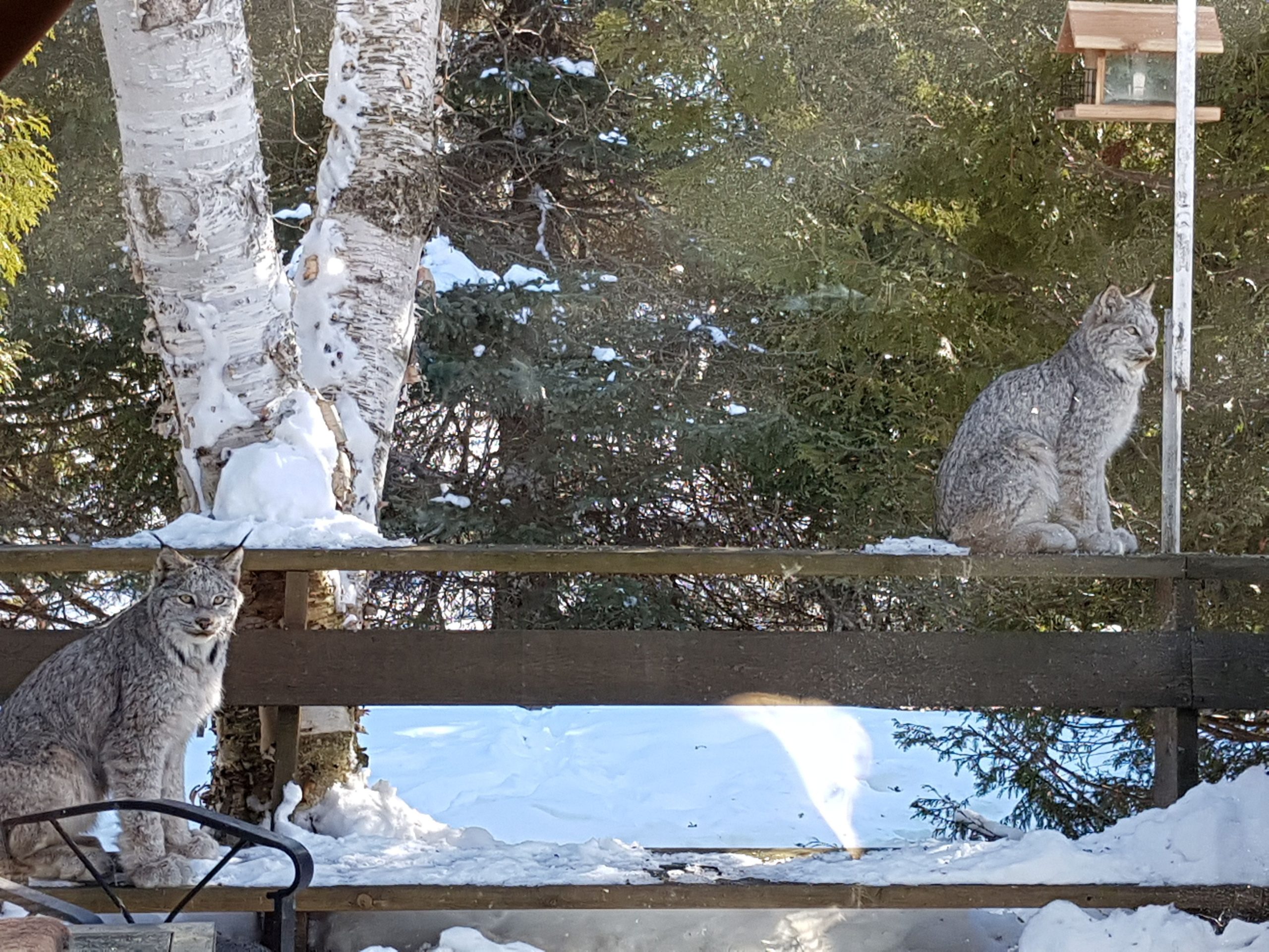 one lynx sitting on porch