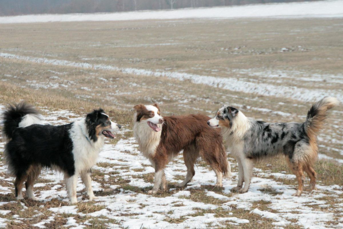 Australian Shepherds