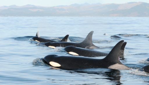 a group of southern resident orcas
