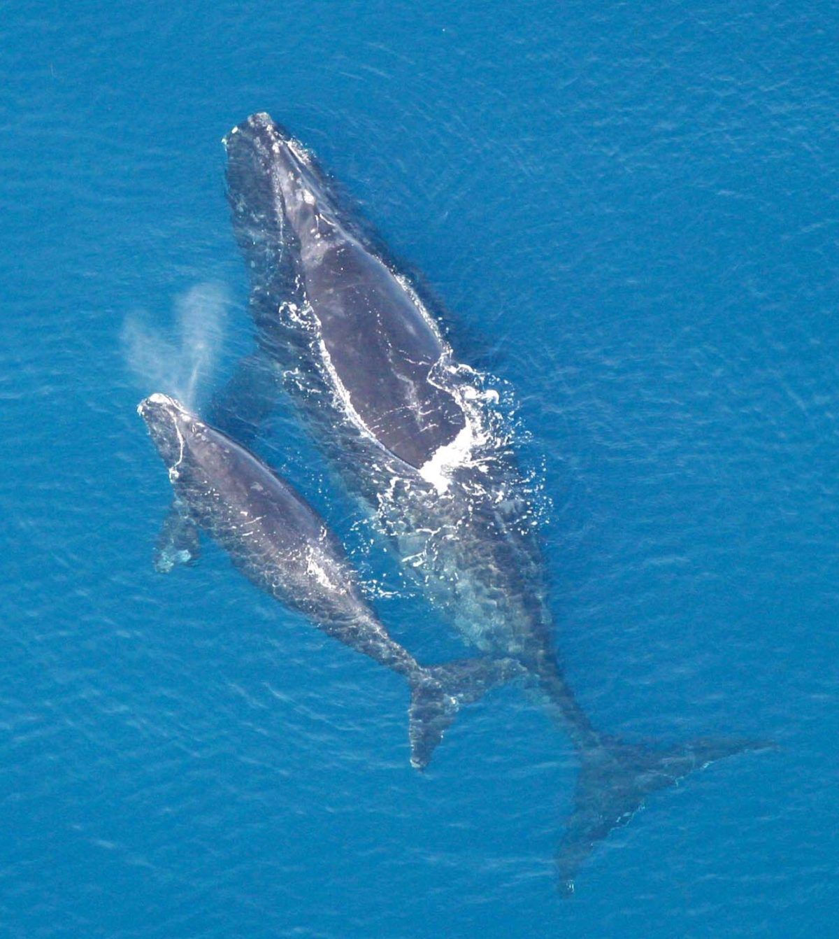 Right whale adult and calf from above