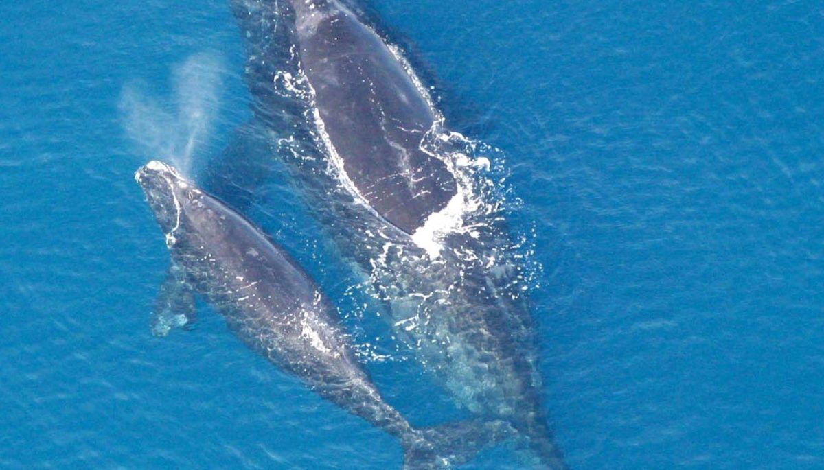 Right whale adult and calf from above