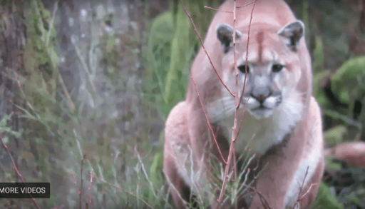 cougar looking intently into camera
