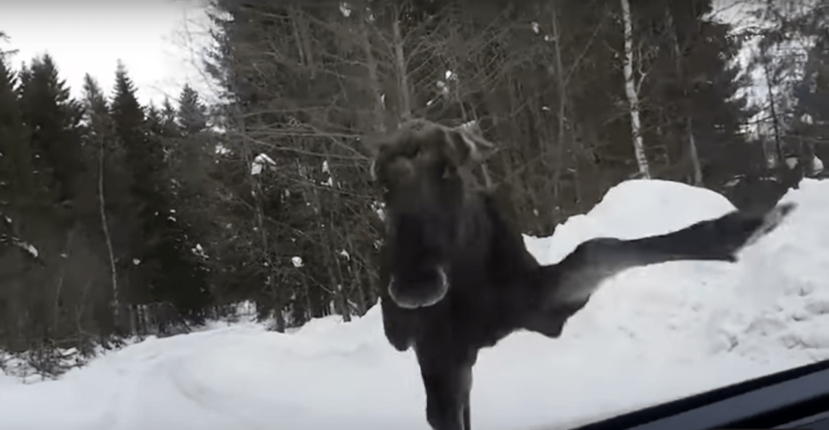 moose kicking at windshield