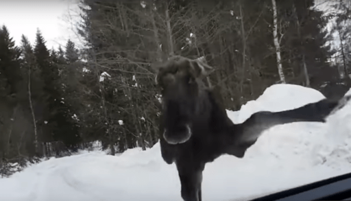 moose kicking at windshield