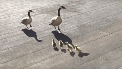 adult and baby geese on a balcony