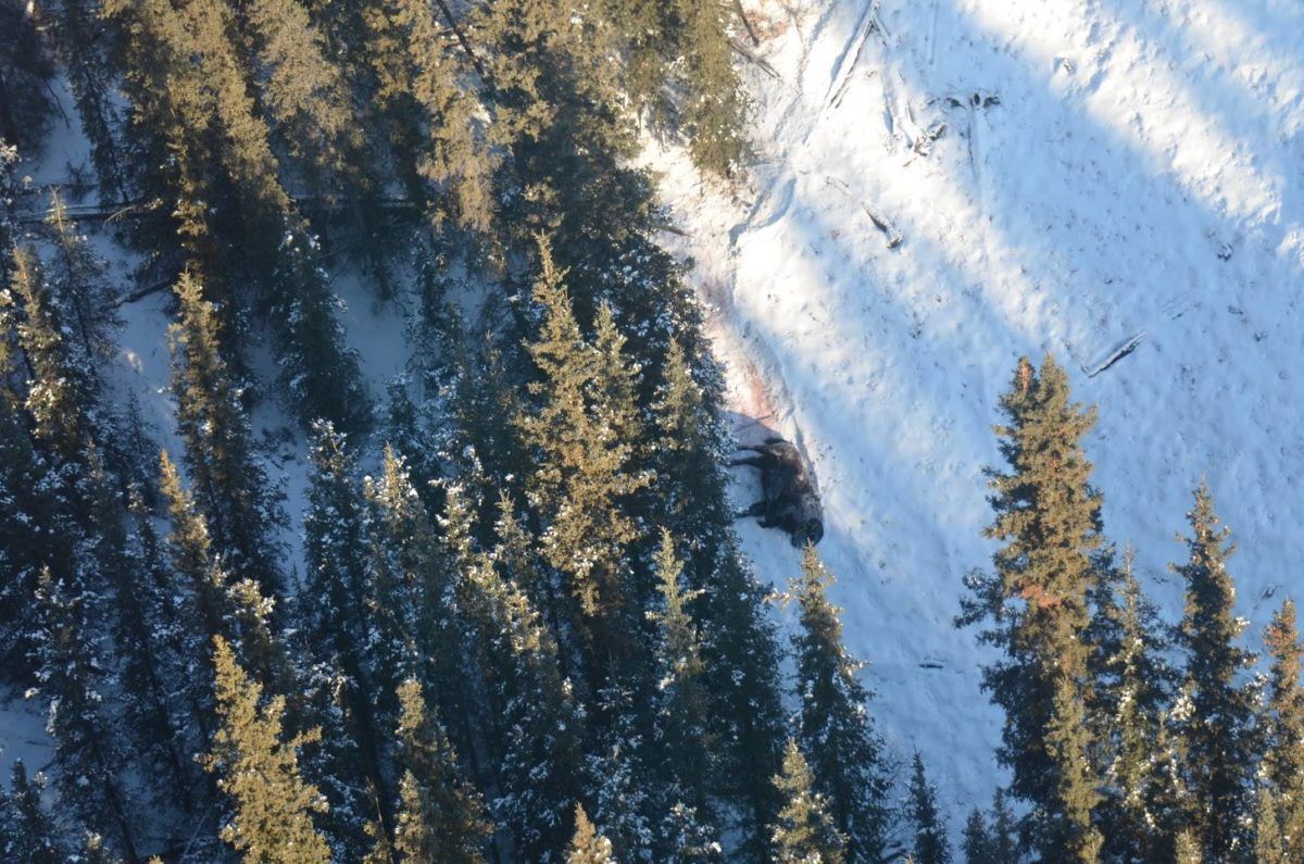View from above of a dead buffalo on the hillside