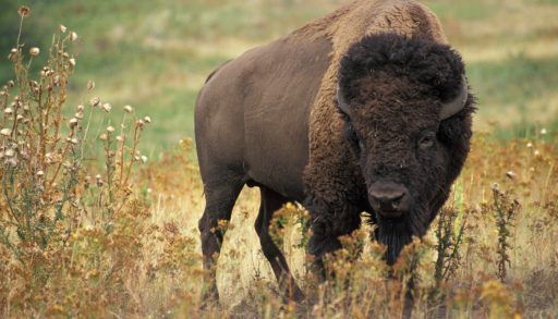 View from above of a dead buffalo on the hillside