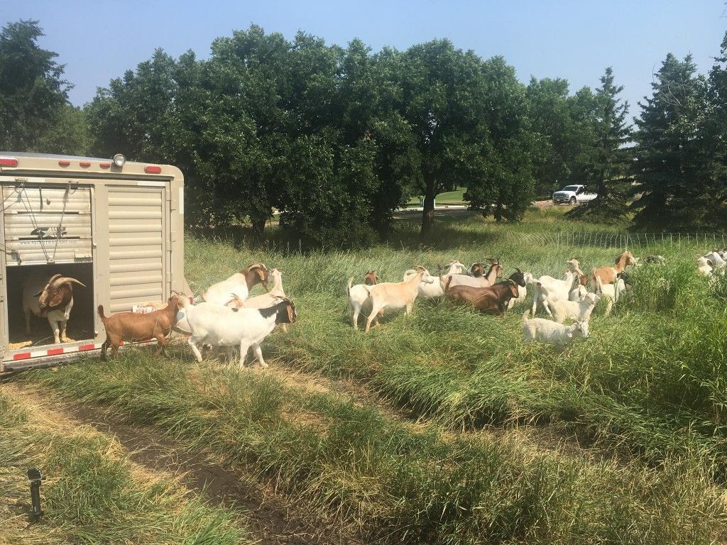 Goats in an overgrown park
