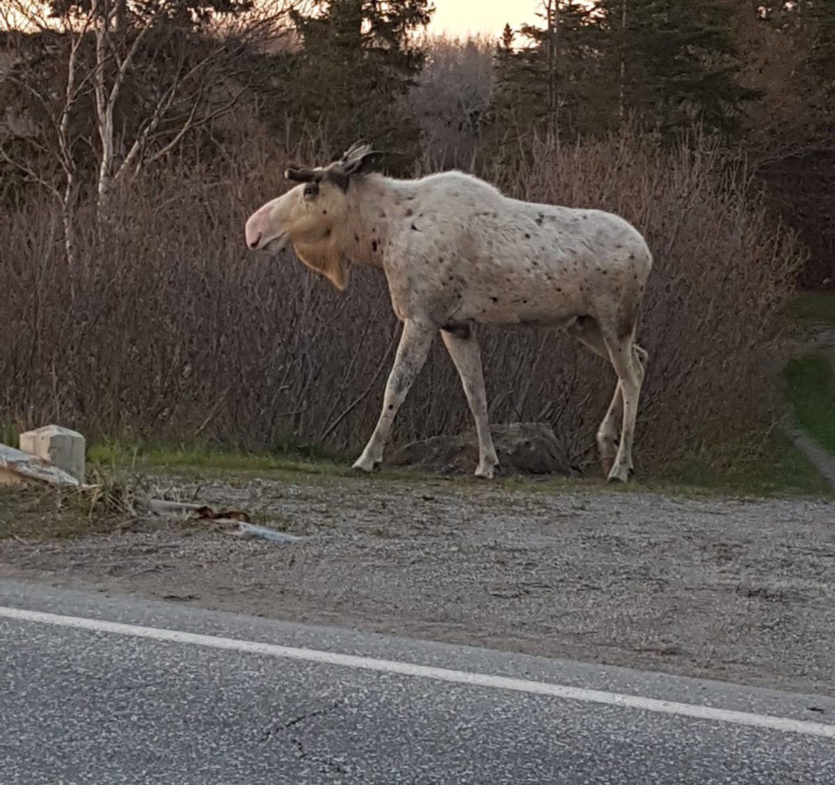 Piebald moose by roadside