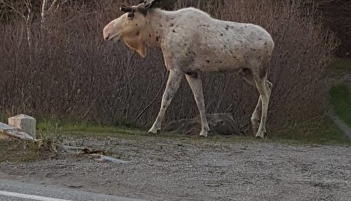 Piebald moose by roadside