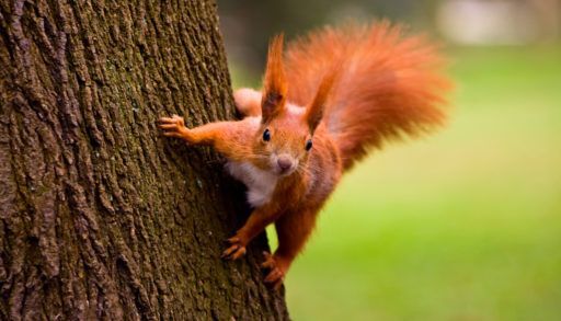 red-squirrel-on-a-tree