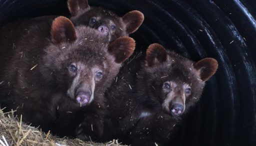 Banff bear cubs reluctant to emerge from hibernation