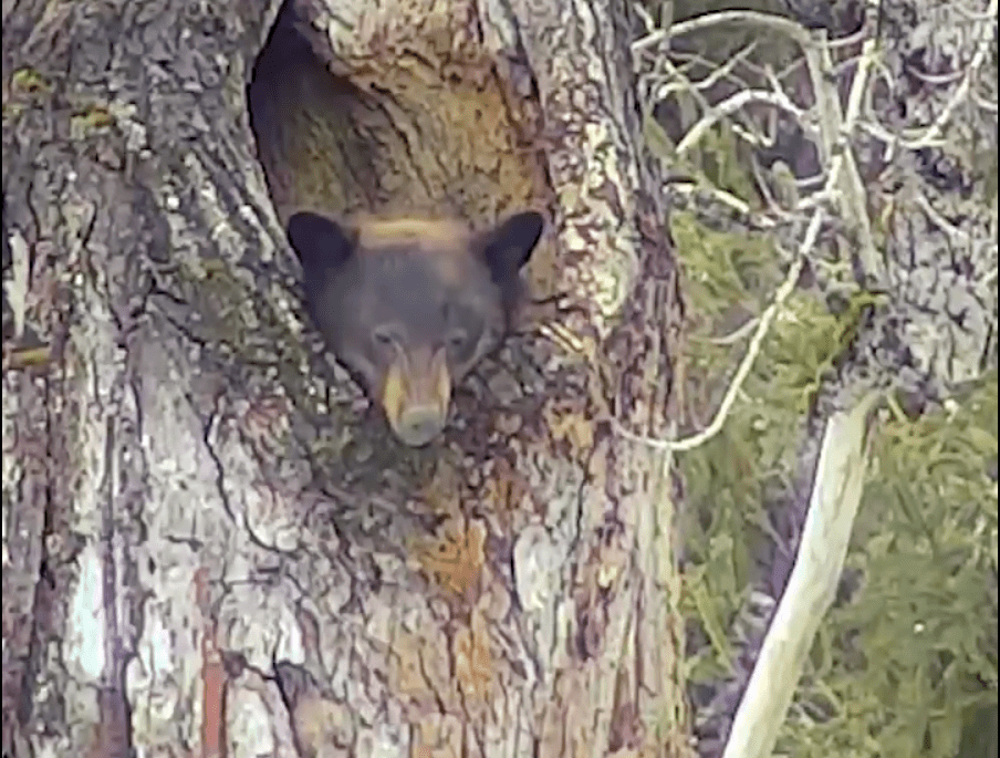 Bear head poking out of hole in tree