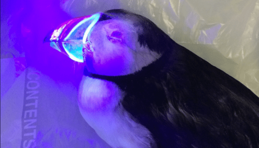 Glowing puffin