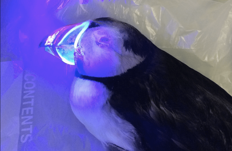 Glowing puffin
