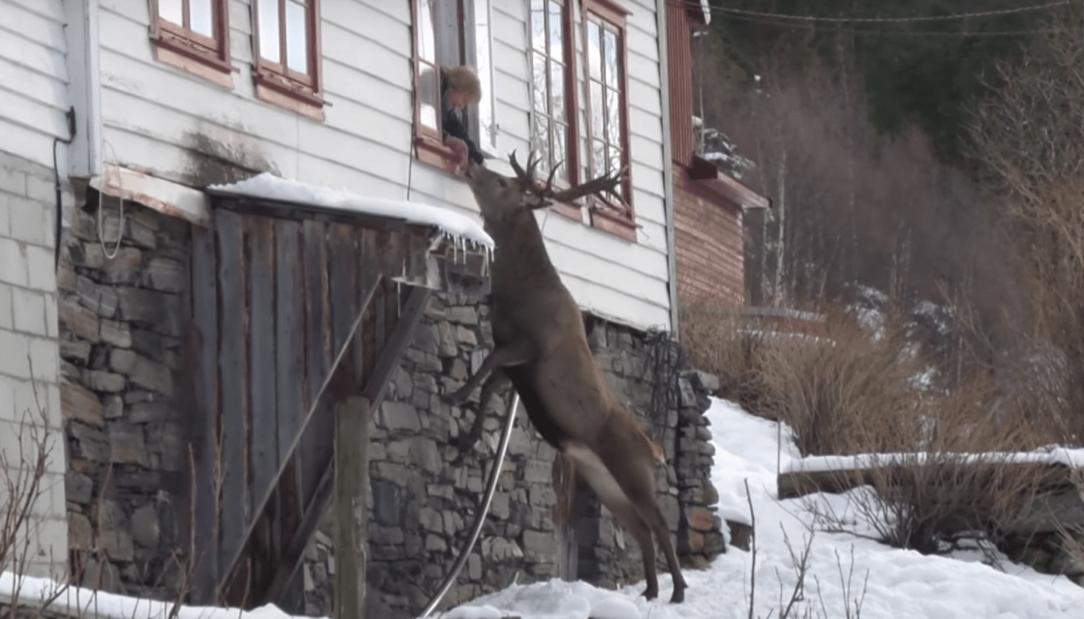 Stag eating from woman's hand